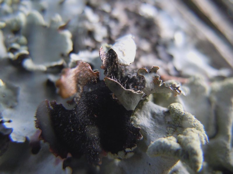dalle dune di Porto Liscia (Santa Teresa Gallura) 1